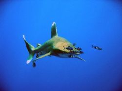 Oceanic White Tip at Elphinstone Reef -Marsha Shagra. by Wijnand Plekker 